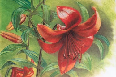 Liliom, 2017 (pasztell)